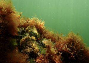 Foto platte oester Noordzeenatuur - credits Ernst Schrijver