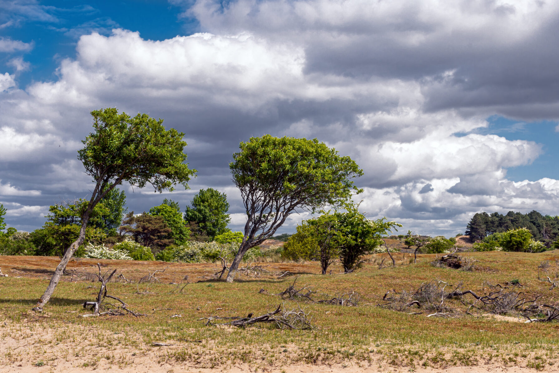 Amsterdamse waterleidingduinen windblown
