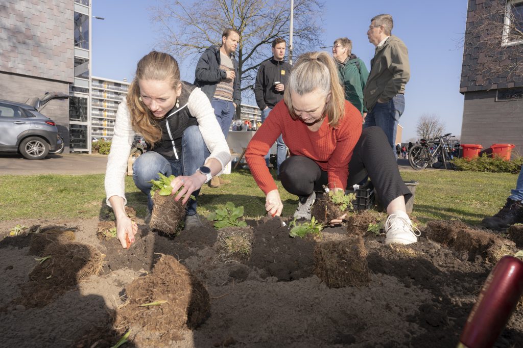 Bijvriendelijk gewas planten in Arnhem