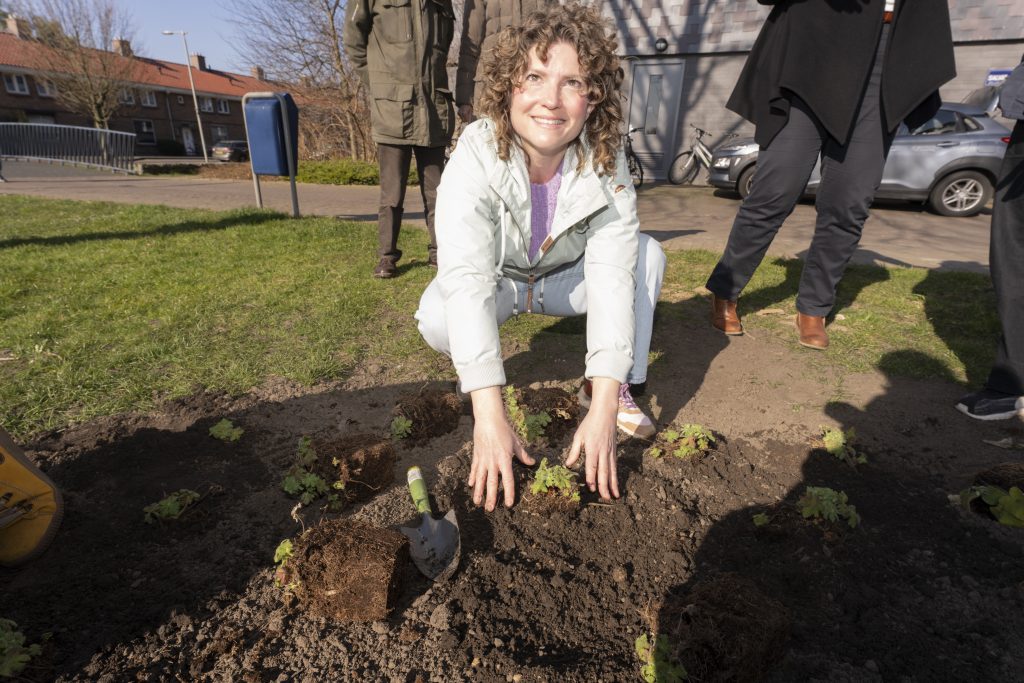 Bijvriendelijk gewas planten in Arnhem