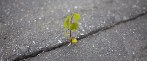 Een plantje groeit dapper tussen twee betonnen tegels