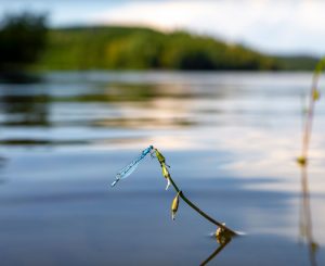 libelle landt op plantje op water
