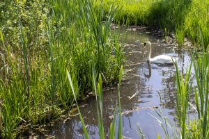 zwaan in vervuilde sloot