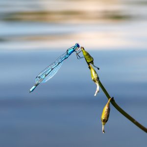 Libelle bij water