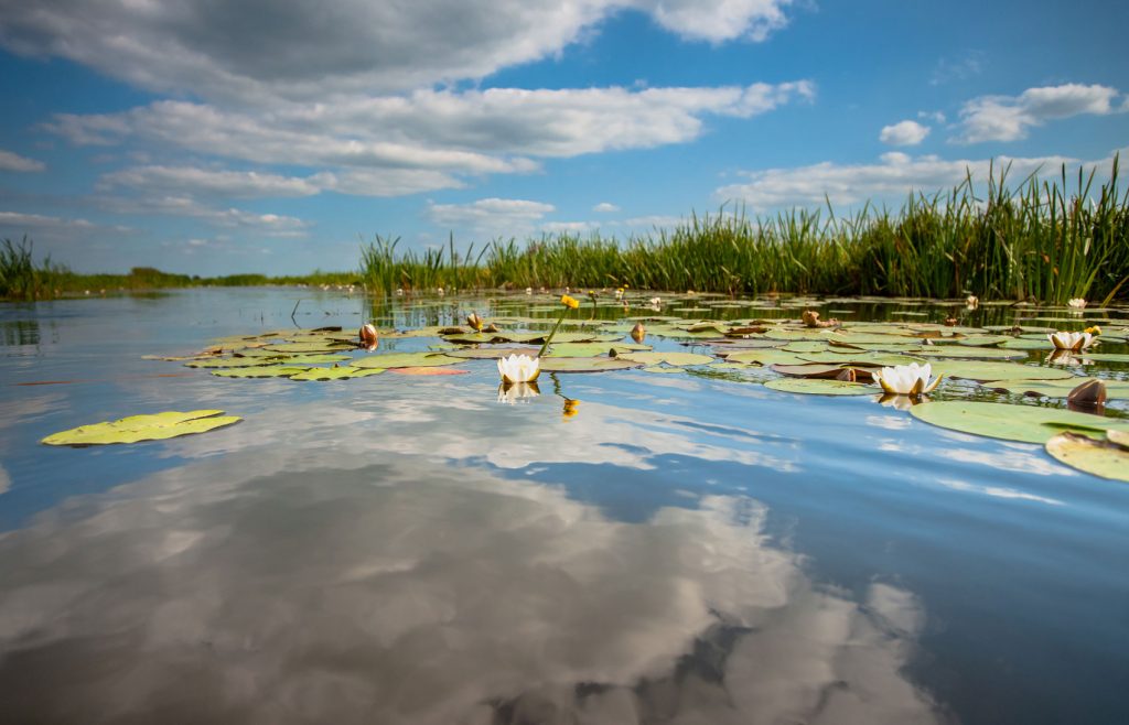 water met waterplanten