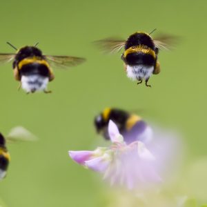 hommels vliegen rond bloem