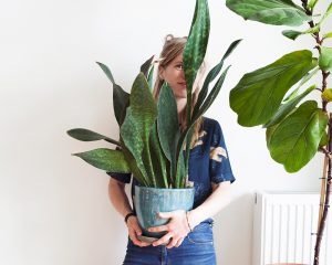 iris mama botanica met plant