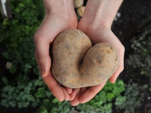 Een aardappel in twee handen, tegen een groene beplante achtergrond