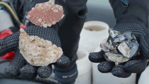 Oesterbroed op schelpen, in twee handen met zwarte handschoenen