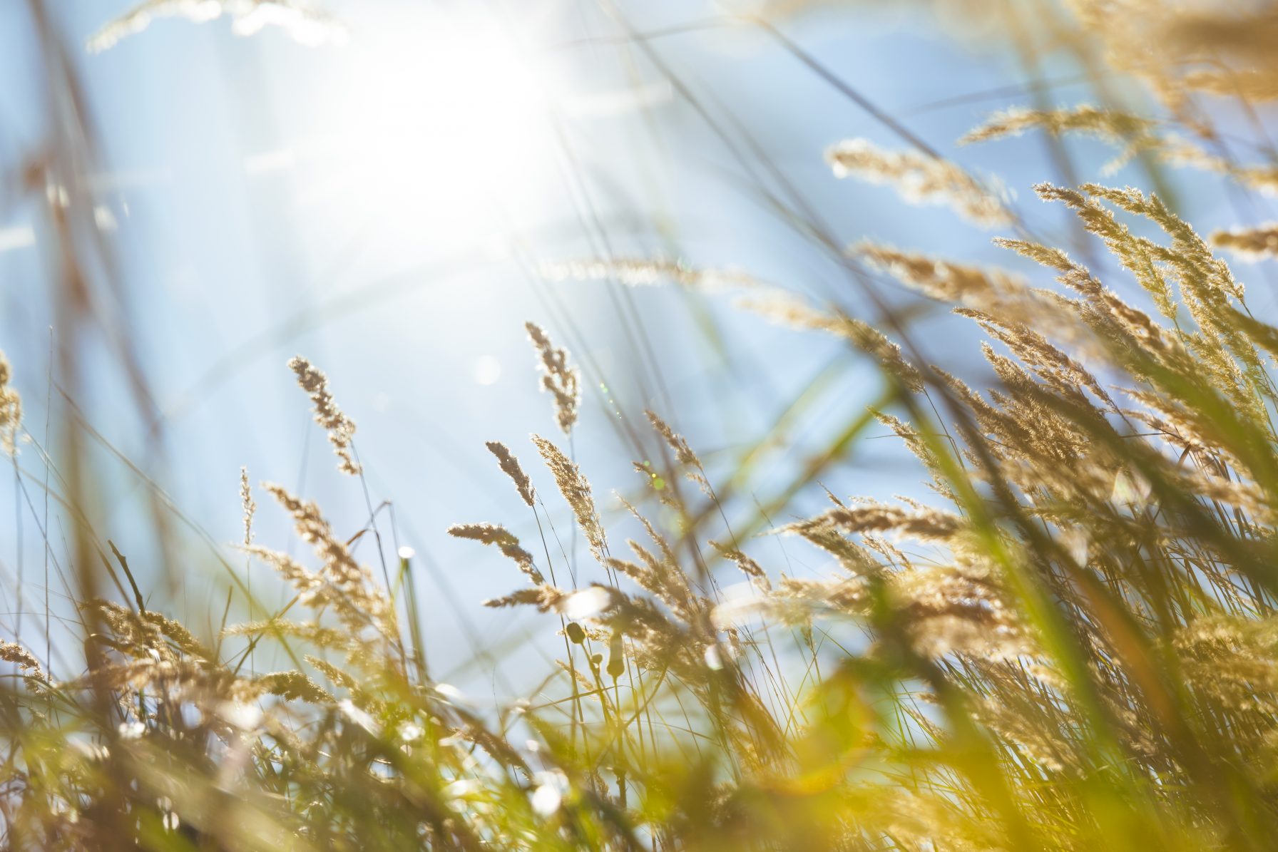 gras in Nederlandse duinen