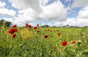 weiland met klaprozen