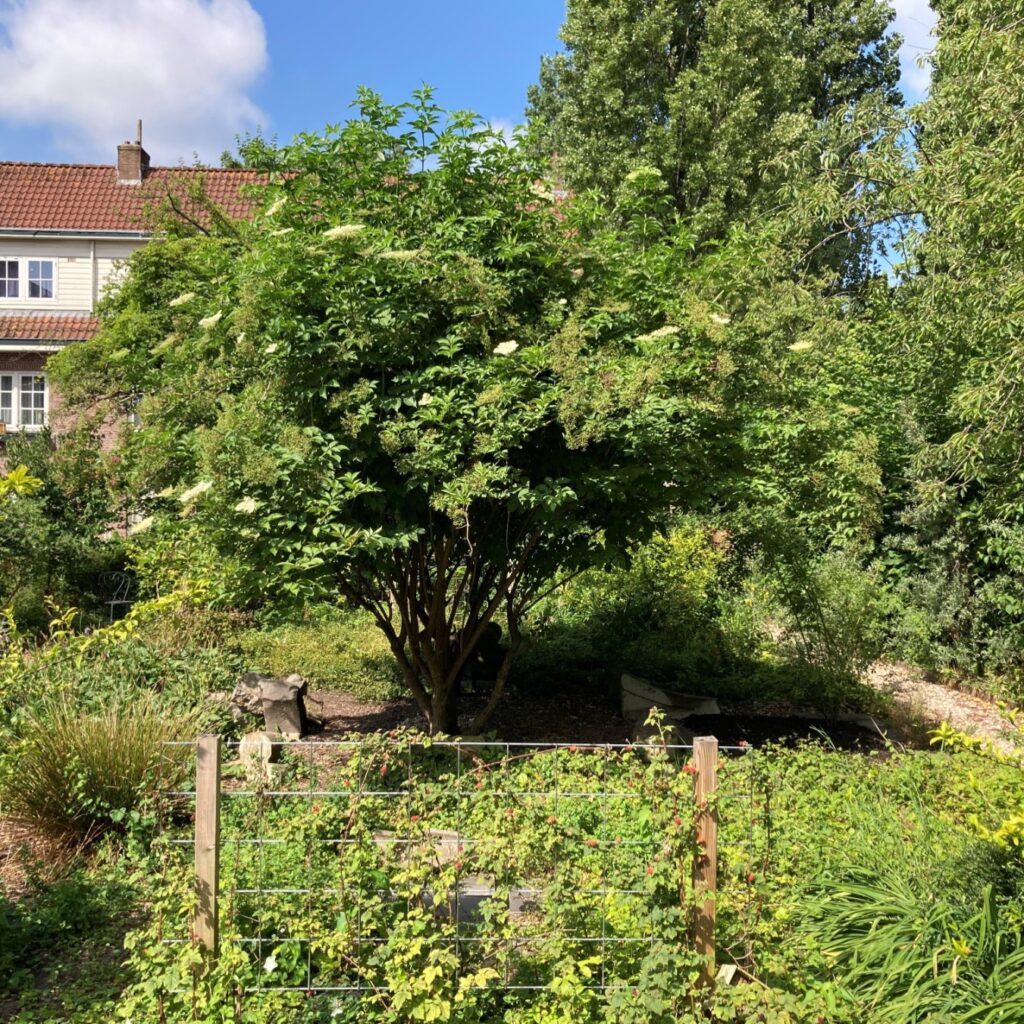 Een struik met groen eromheen