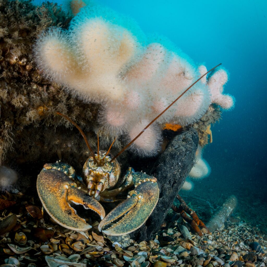 Kreeft De Rijke Noordzee
