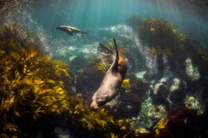 Foto van zeehond onder water