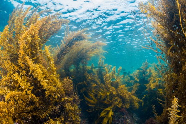 Foto van kelp