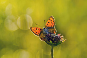 Voornes duin, Tenellaplas vuurvlinde
