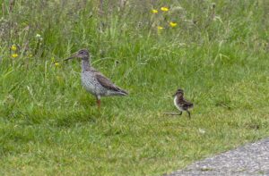 Tureluur mer jong op weg naar kruidenrijk grasland