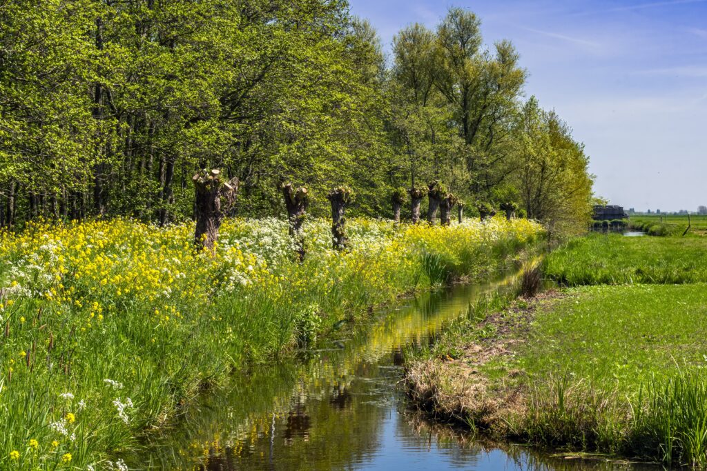 knotwilgen in vroege voorjaar bij Spookverlaat