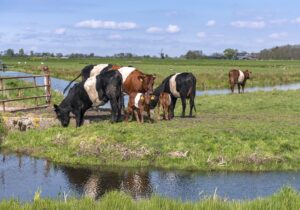 Bep van Pelt, Lakenvelders 'moeders met hun kalfjes'-DSC_2247 MAX-