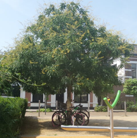 Een boom voor een flat gebouw