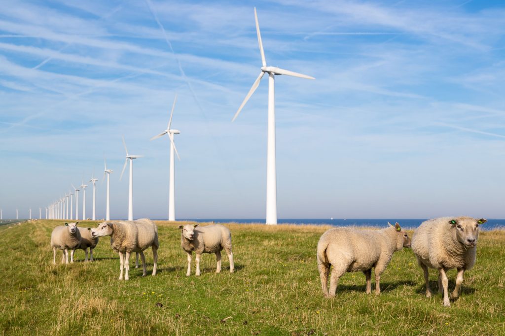 schapen in weiland met windmolens