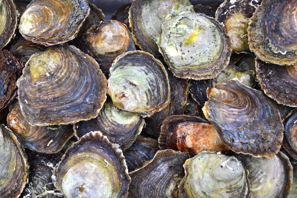 Oesters De Rijke Noordzee