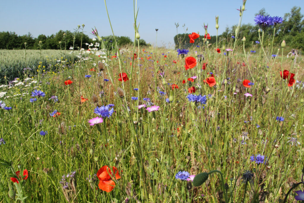 bloemen in een veld