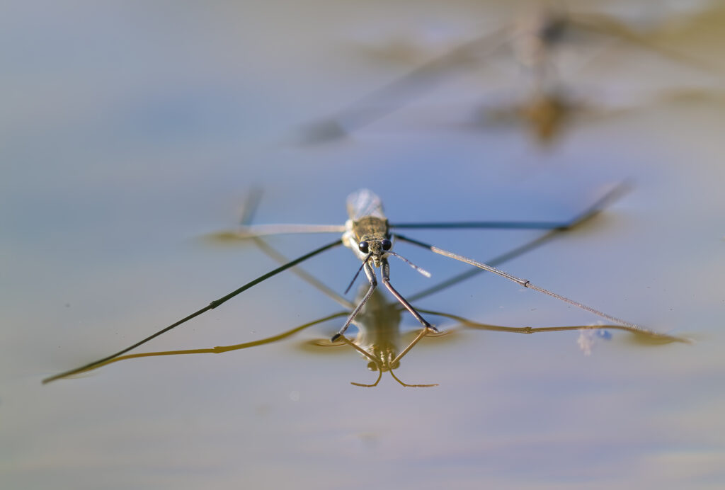 Grote schaatsenrijder - Bep van Pelt-Verkuil