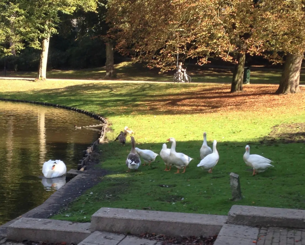 Een park met een aantal eendjes.
