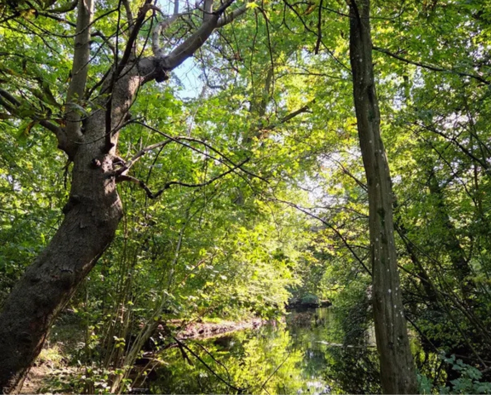 In het bos met verschillende bomen.