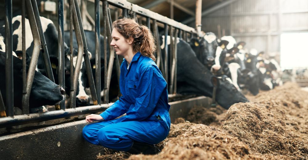 Boer bij de koeien