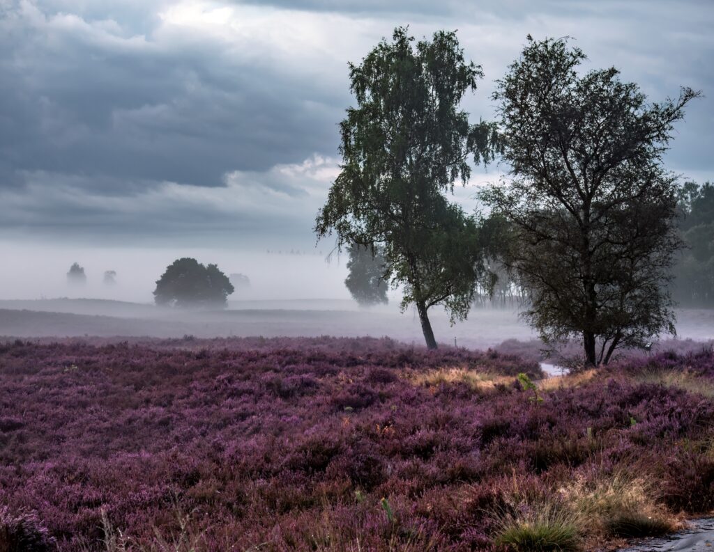 Heide met ochtendmist met berk