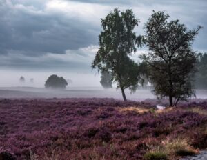 Heide met ochtendmist met berk