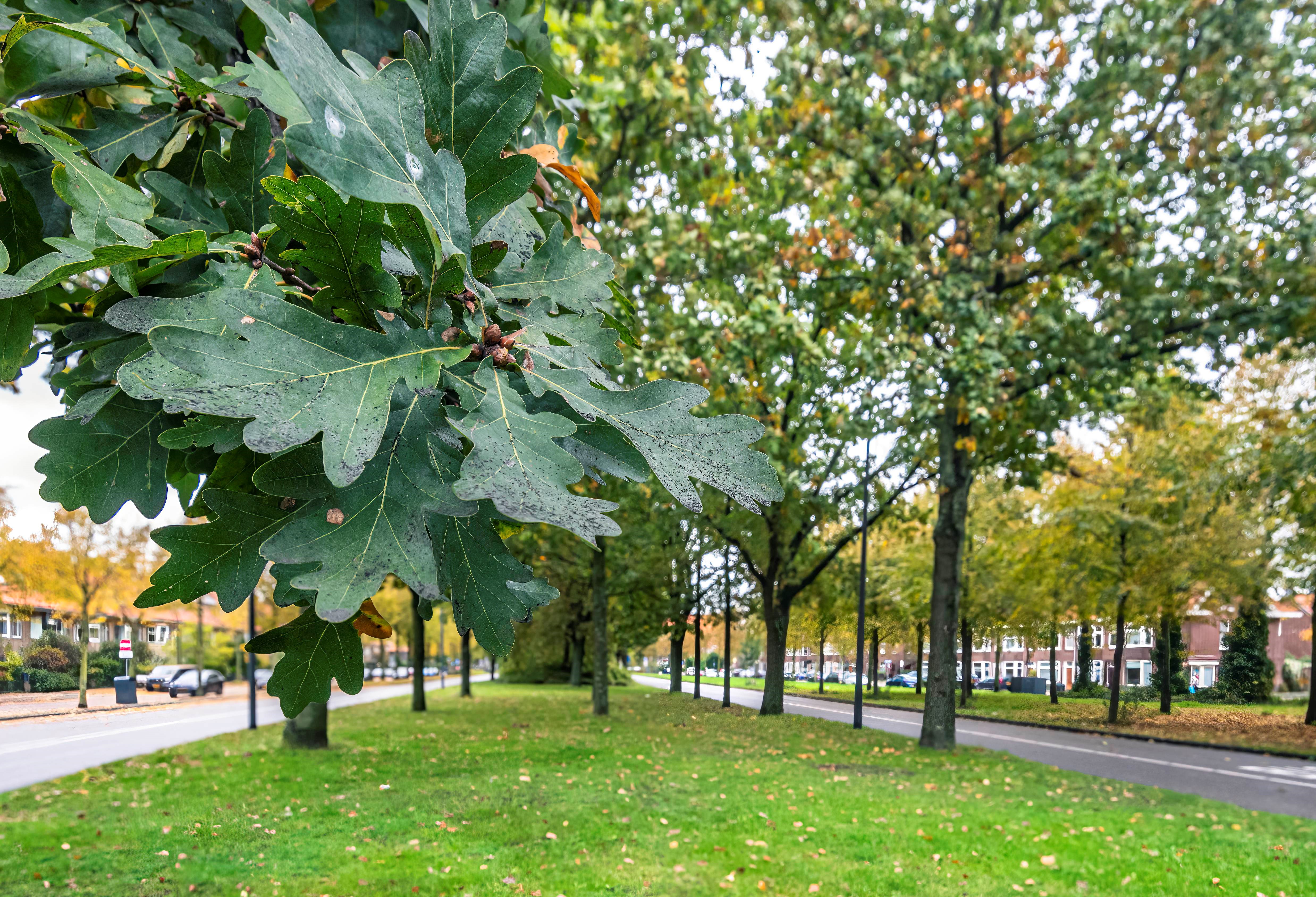 Onderzoek naar bomen in Nederlandse gemeenten | Natuur & Milieu