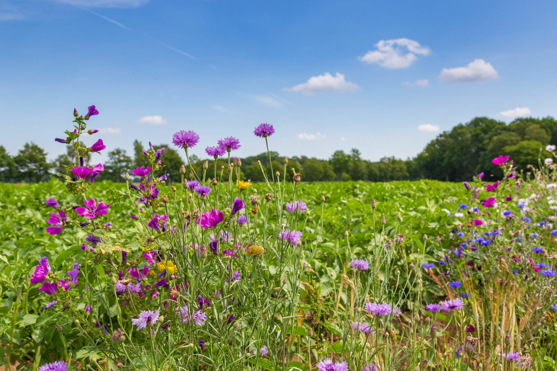 akker met bloemen