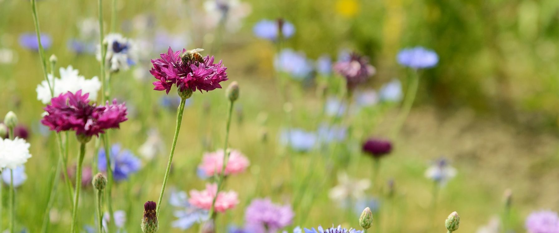 Een veld bloemen waarvan op een een bij zit