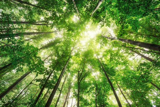 groene bomen zon door bladerdek