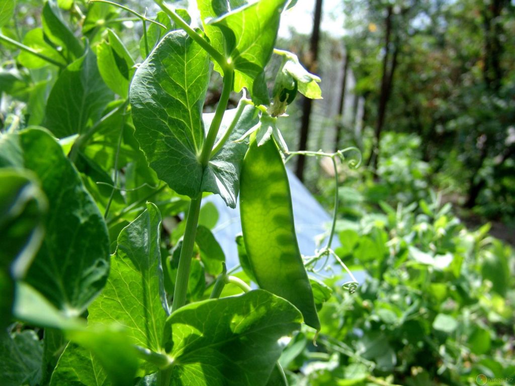 peulvrucht aan plant
