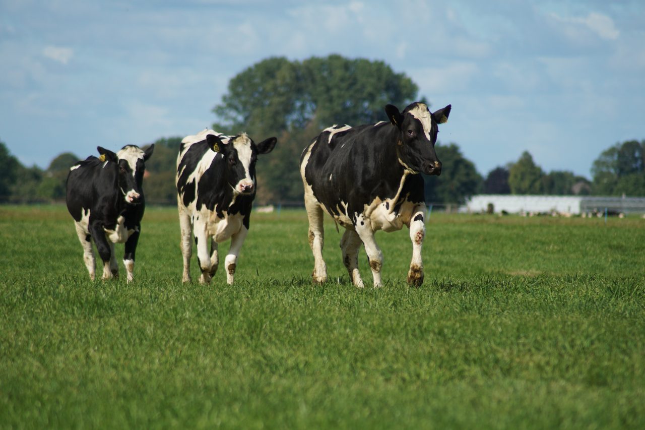 drie koeien lopen in het weiland