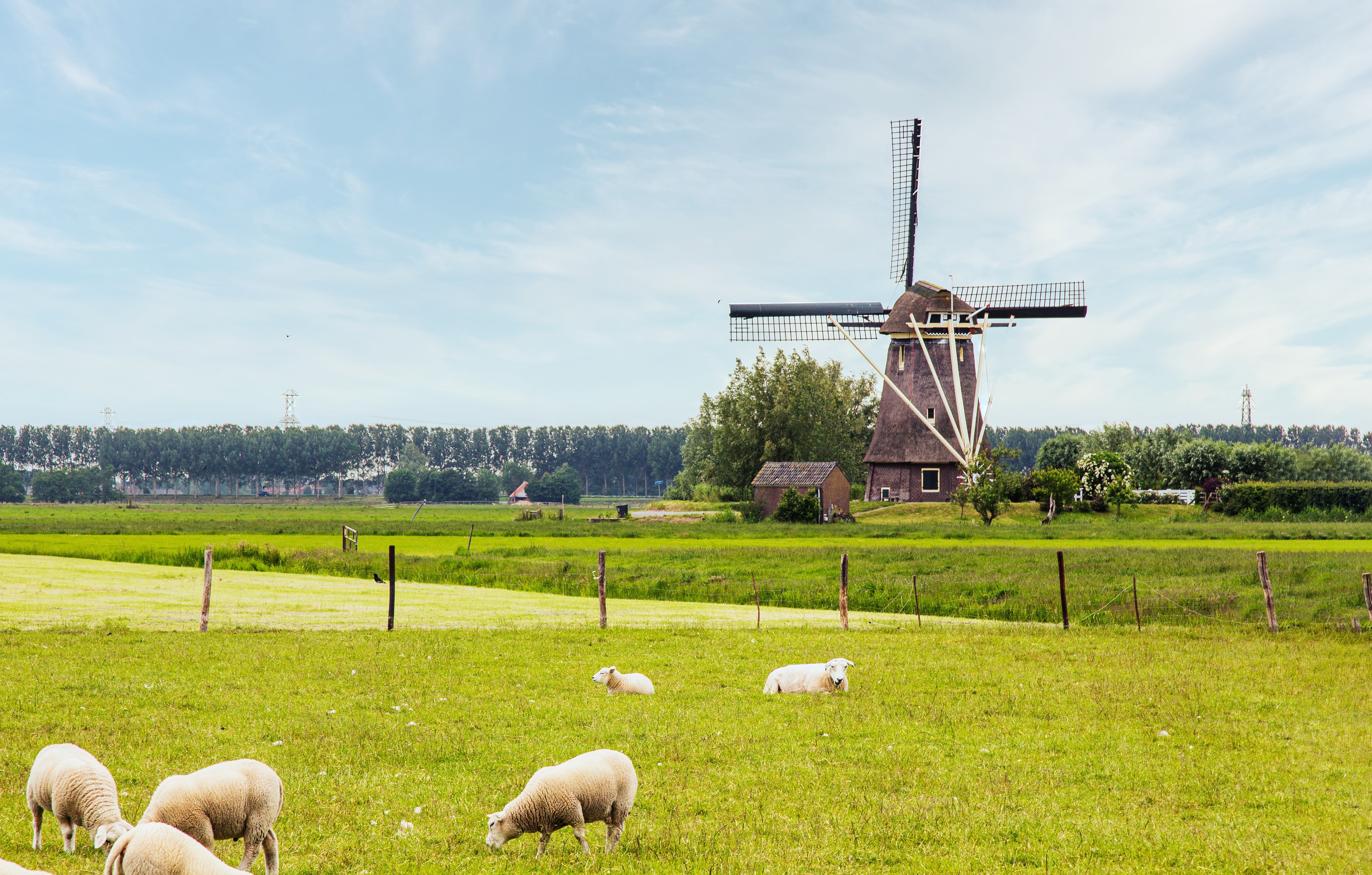 Nederlands landschap met schapen op de voorgrond en windmolen op de achtergrond