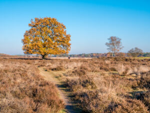 Mensen lopen en herfst eik in heide natuurreservaat Zuiderheide, Laren, het Gooi, Nederland
