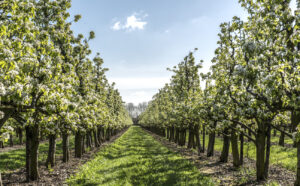 Appelboomgaard met bloesem