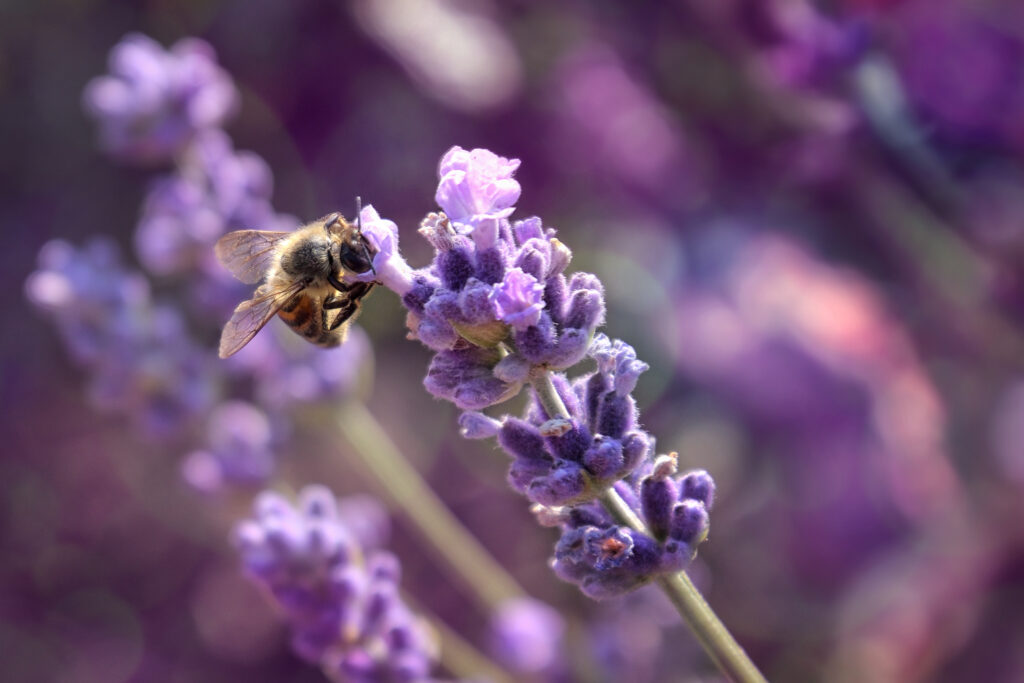 lavendel bloem en bij
