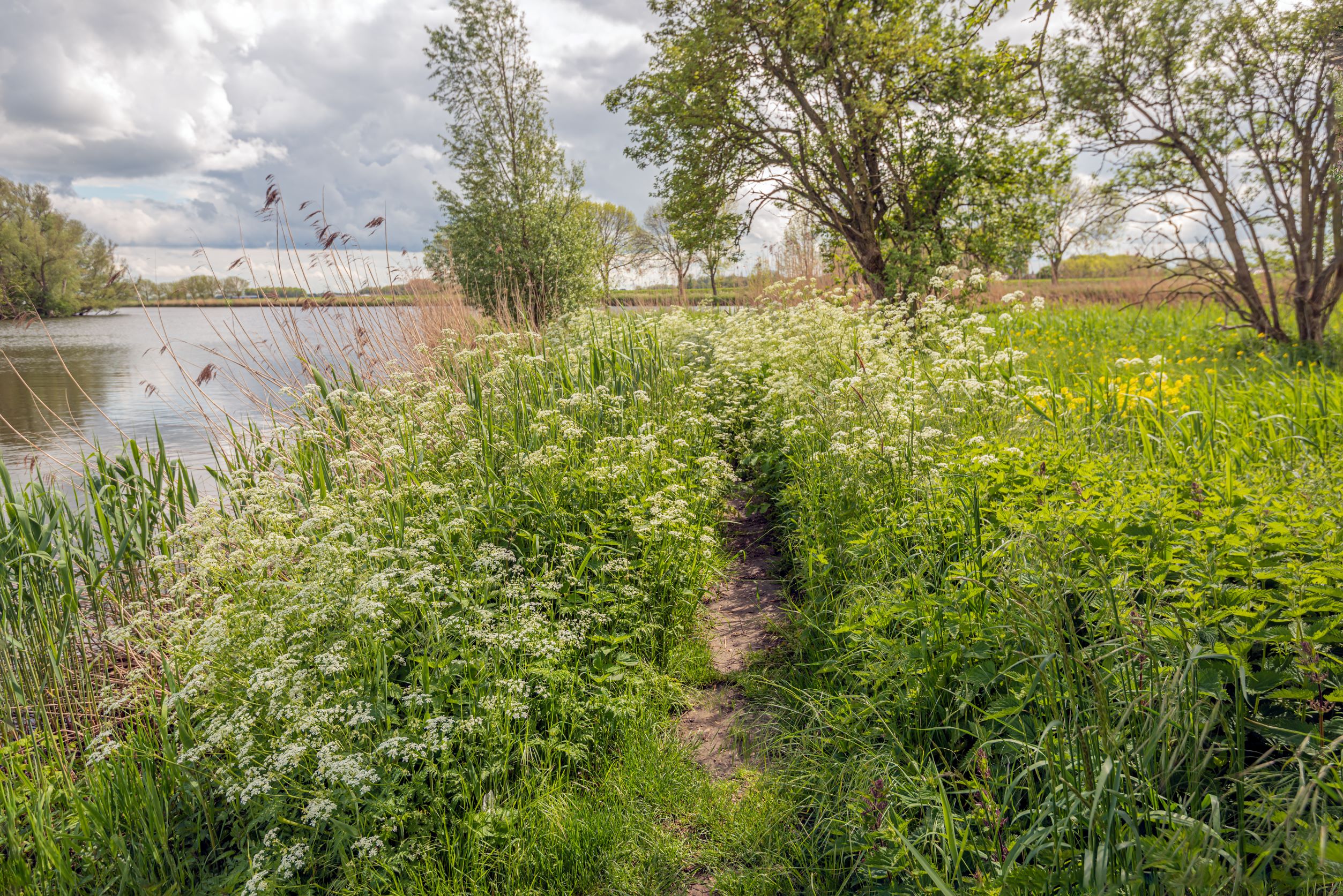 waterkant met beplanting