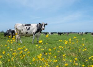 Duurzame landbouw met koeien een grasveld met bloemen