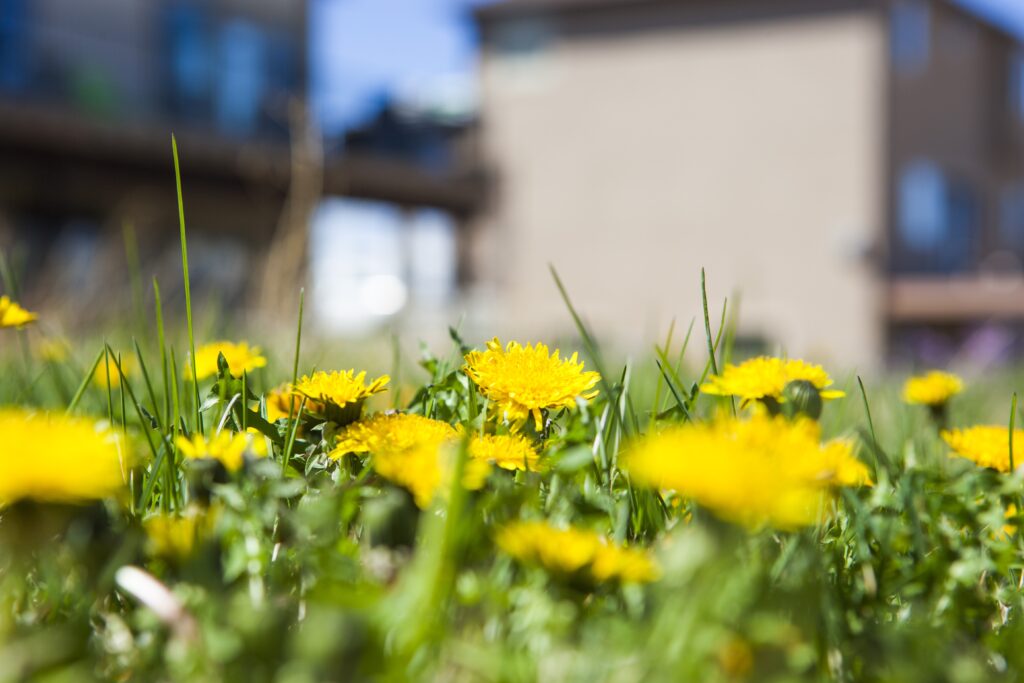 Paardenbloemen in de stad