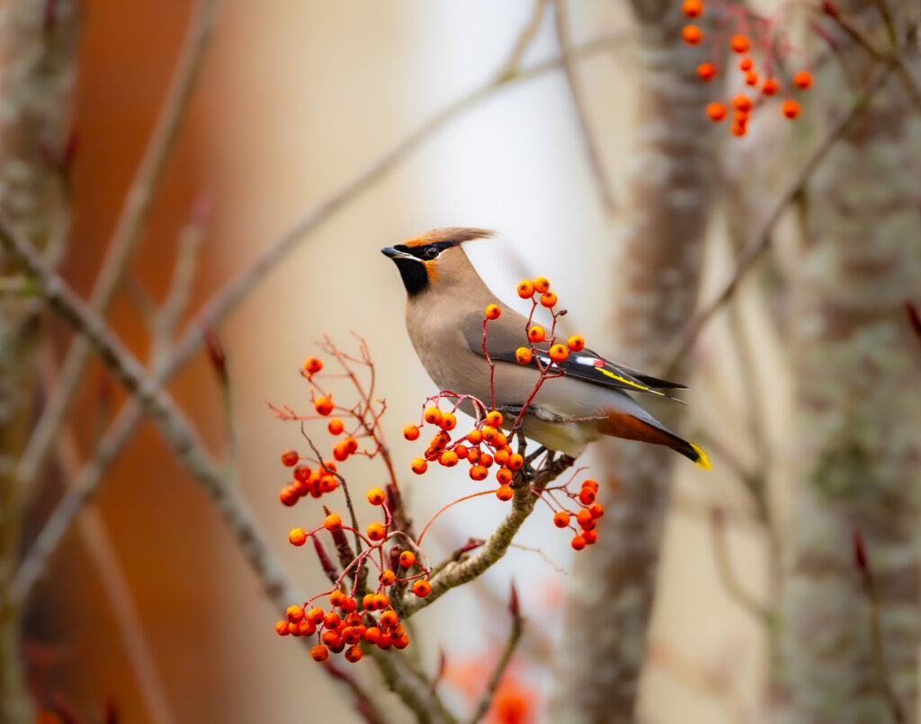 Pestvogel in een bessenstruik
