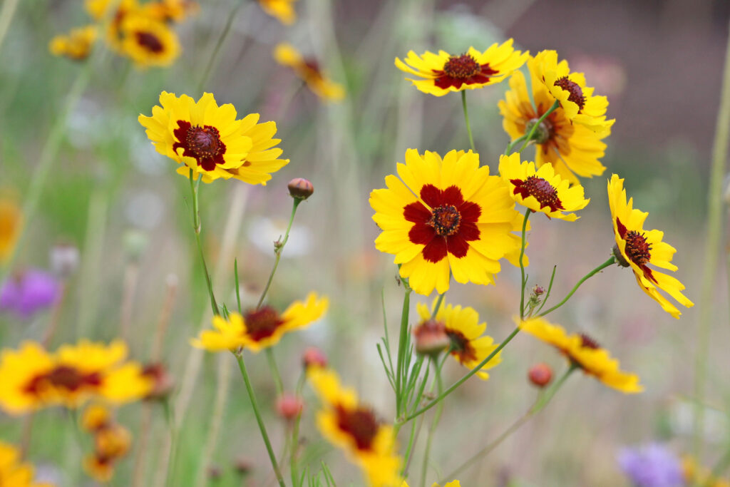 Coreopsis meisjesogen plant