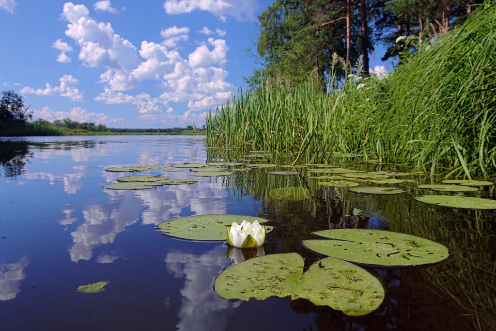 Waterlelie in water met blauwe lucht en groene bosrand
