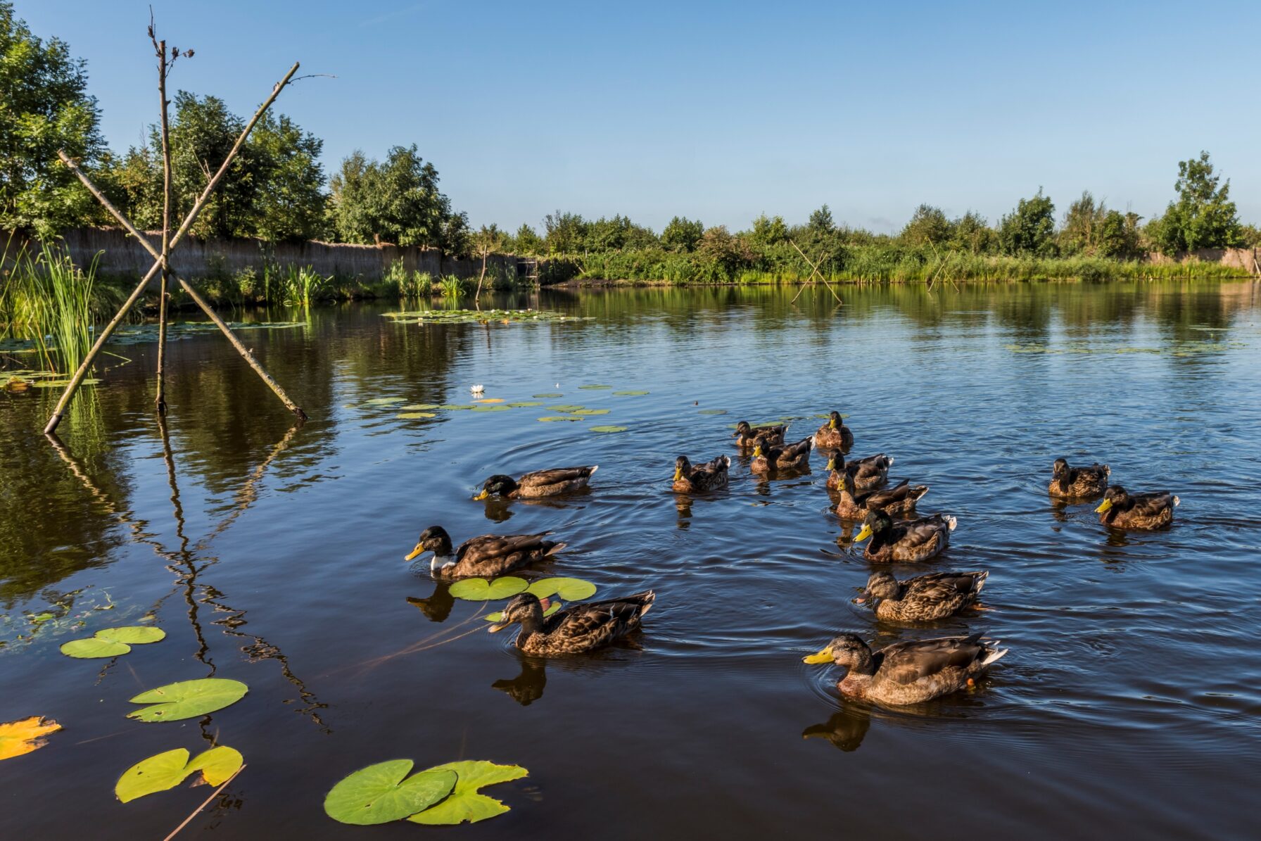 Eendjes zwemmen in een plas water met groene oevers
